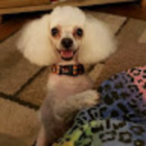 Meet your Posher, Bailey